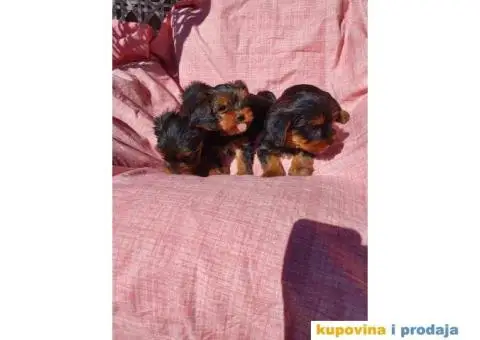 Stenci jorkširskog terijera spremni za preuzimanje - 5/6