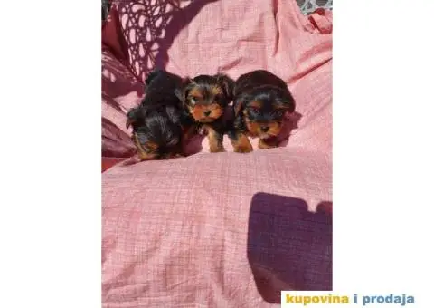 Stenci jorkširskog terijera spremni za preuzimanje - 6/6