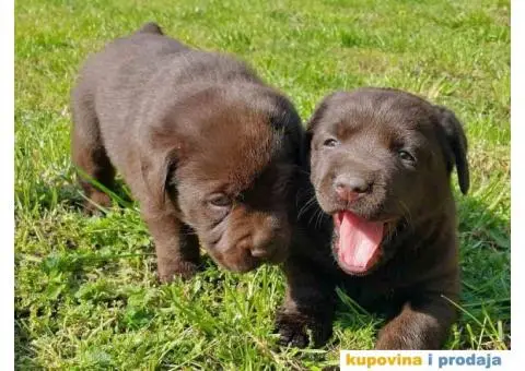 Cokoladni labradori, vrhunskog porekla