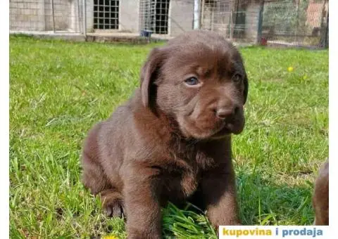 Cokoladni labradori, vrhunskog porekla - 2/2