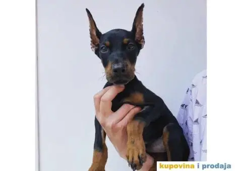 Na prodaju stenci dobermana - 1/10