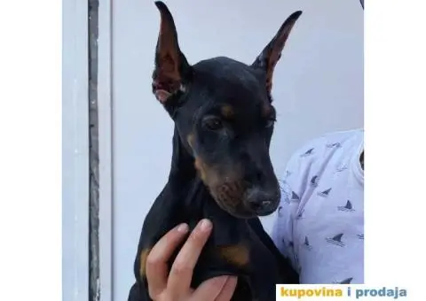 Na prodaju stenci dobermana - 2/10
