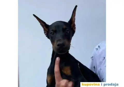 Na prodaju stenci dobermana - 3/10