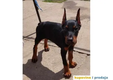 Na prodaju stenci dobermana - 4/10