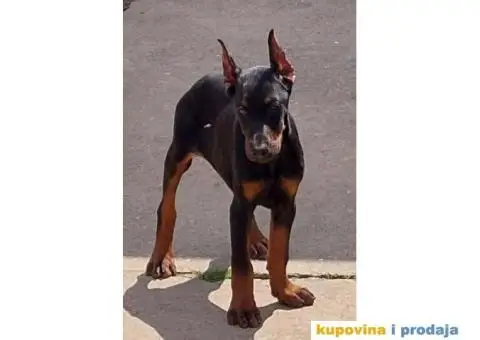 Na prodaju stenci dobermana - 5/10