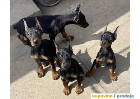Na prodaju stenci dobermana - 6/10