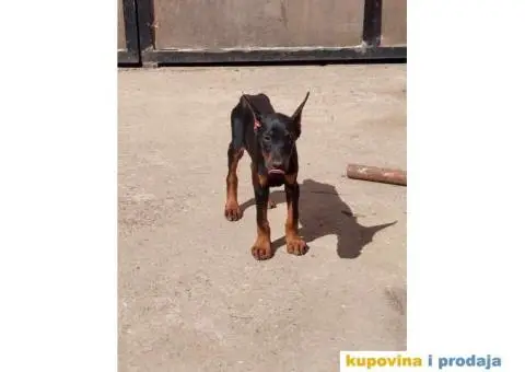 Na prodaju stenci dobermana - 7/10