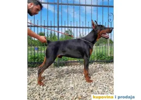 Na prodaju stenci dobermana - 8/10