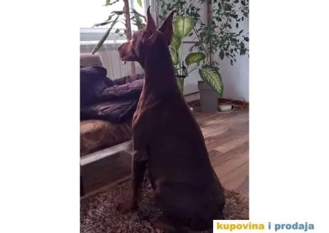 Na prodaju stenci dobermana - 9/10