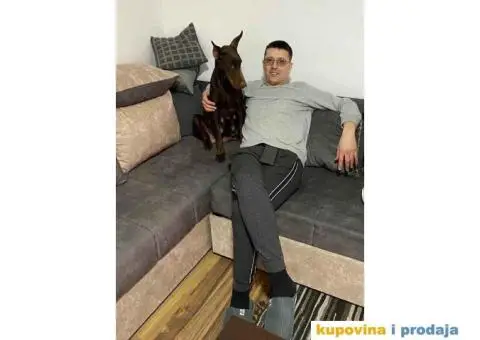 Na prodaju stenci dobermana - 10/10