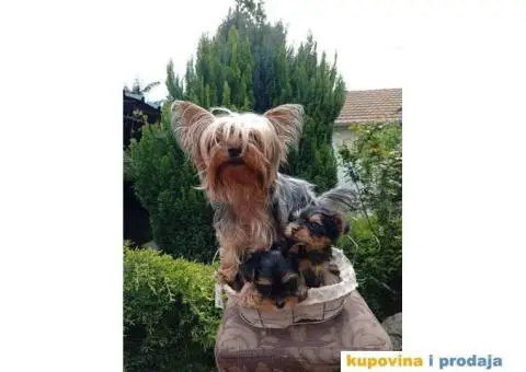 U ponudi Mini Jorksirski terijer stenci - 2/5