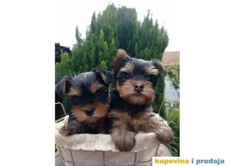 U ponudi Mini Jorksirski terijer stenci - 3/5