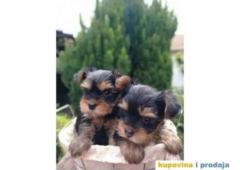 U ponudi Mini Jorksirski terijer stenci - 4/5