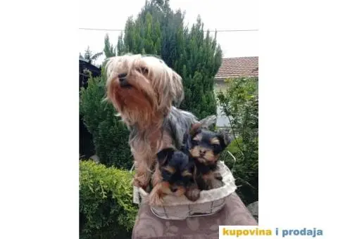 U ponudi Mini Jorksirski terijer stenci - 5/5