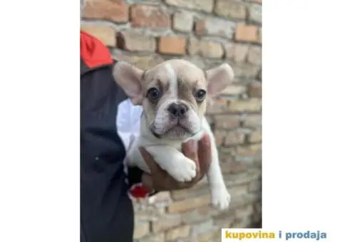 Odgajivacnica Balkan Frenchie predstavlja Premium Leglo Exoticnih Francuskih Buldoga. - 1/6