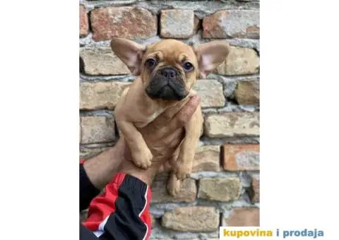 Odgajivacnica Balkan Frenchie predstavlja Premium Leglo Exoticnih Francuskih Buldoga. - 2/6