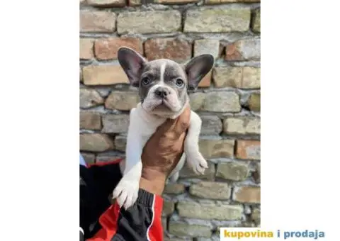 Odgajivacnica Balkan Frenchie predstavlja Premium Leglo Exoticnih Francuskih Buldoga. - 3/6