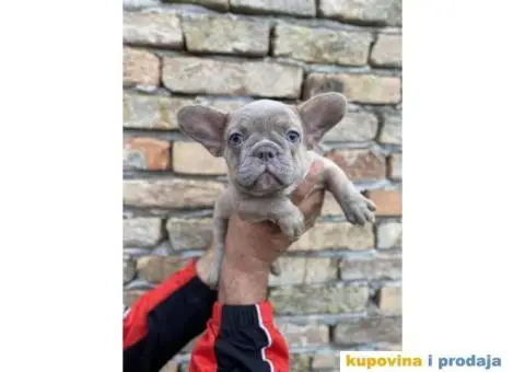 Odgajivacnica Balkan Frenchie predstavlja Premium Leglo Exoticnih Francuskih Buldoga. - 4/6