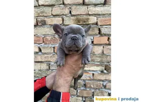Odgajivacnica Balkan Frenchie predstavlja Premium Leglo Exoticnih Francuskih Buldoga. - 5/6