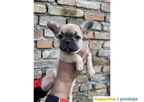 Odgajivacnica Balkan Frenchie predstavlja Premium Leglo Exoticnih Francuskih Buldoga. - 6/6