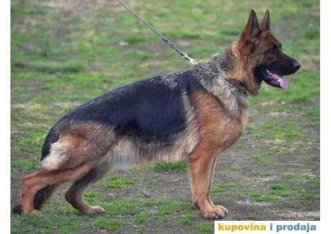 Vrhunski štenci Nemačkog ovčara na prodaju! - 2/3