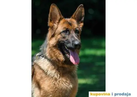 Vrhunski štenci Nemačkog ovčara na prodaju! - 3/3