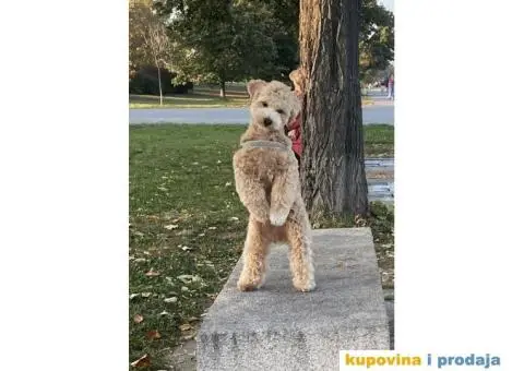 Mića Maltipoo traži devojku! - 2/4