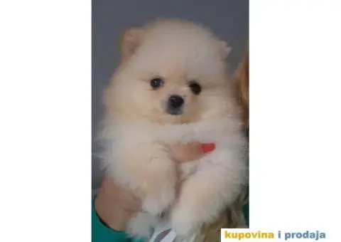 Povoljno prodajem štence pomeranaca,