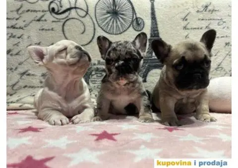 Stenci Francuskog Bulldoga - 1/9