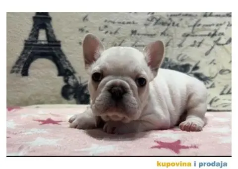 Stenci Francuskog Bulldoga - 2/9