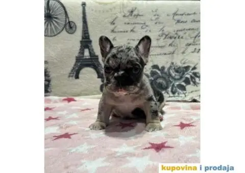 Stenci Francuskog Bulldoga - 4/9