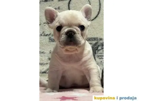 Stenci Francuskog Bulldoga - 5/9