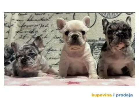 Stenci Francuskog Bulldoga - 6/9