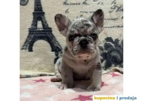 Stenci Francuskog Bulldoga - 7/9