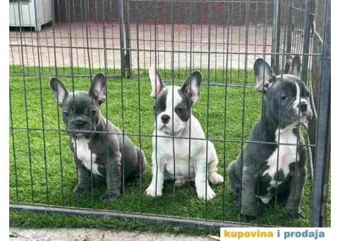 Stenci Francuskog Bulldoga - 8/9