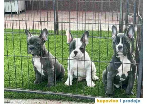 Stenci Francuskog Bulldoga - 9/9