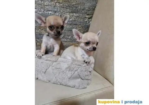 Mini Čivave spremne za preuzimanje, - 1/12