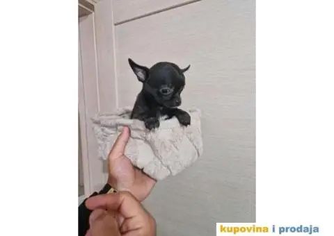 Mini Čivave spremne za preuzimanje, - 2/12