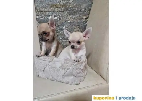 Mini Čivave spremne za preuzimanje, - 3/12