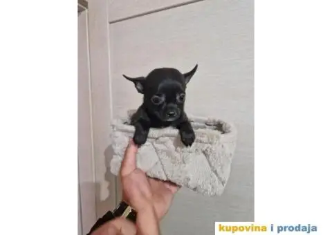 Mini Čivave spremne za preuzimanje, - 4/12