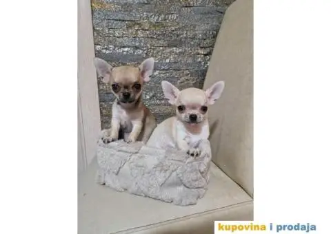 Mini Čivave spremne za preuzimanje, - 5/12