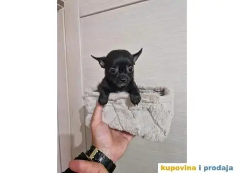 Mini Čivave spremne za preuzimanje, - 6/12