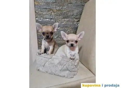 Mini Čivave spremne za preuzimanje, - 7/12