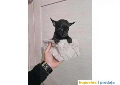 Mini Čivave spremne za preuzimanje, - 8/12