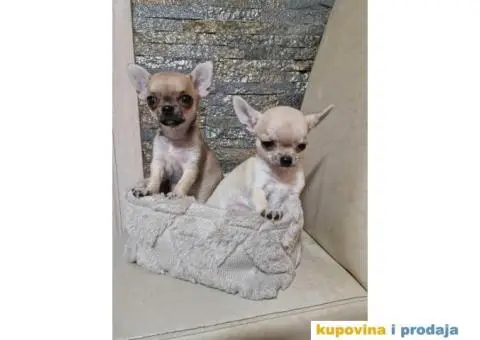 Mini Čivave spremne za preuzimanje, - 9/12