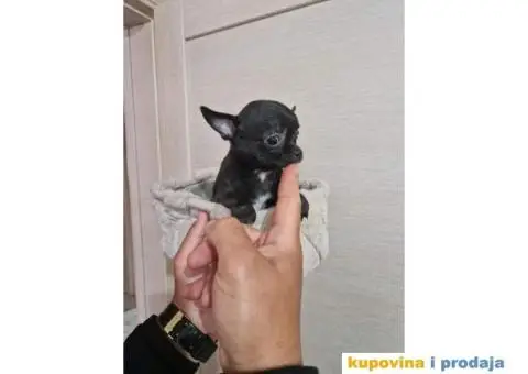 Mini Čivave spremne za preuzimanje, - 10/12