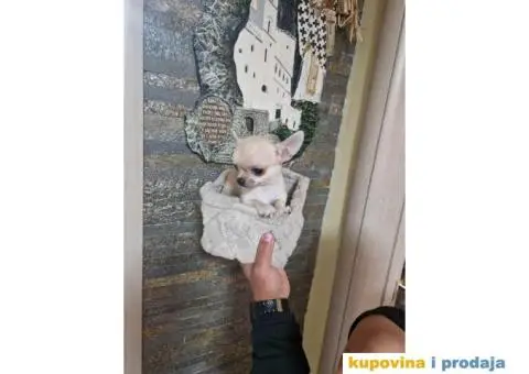 Mini Čivave spremne za preuzimanje, - 11/12