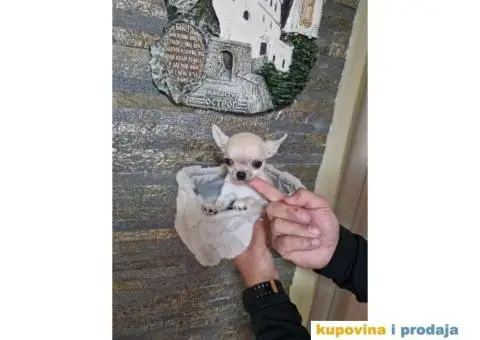 Mini Čivave spremne za preuzimanje, - 12/12