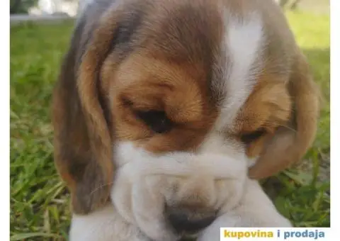 Bigl štenci - 10/12