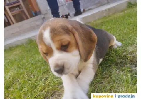 Bigl štenci - 11/12